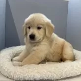 ゴールデンレトリバー【北海道・女の子・2023年10月20日・ゴールド】の写真1