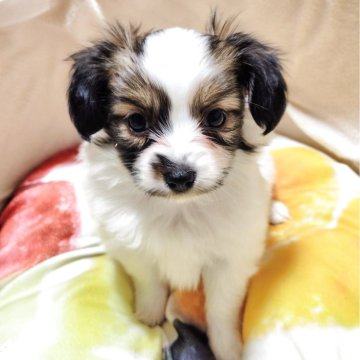 パピヨン【滋賀県・男の子・2025年7月19日・ホワイト&セーブル】の写真「お鼻のポイントとリップラインがチャームポイント🎵」