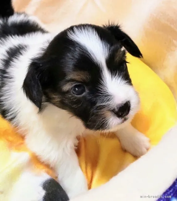 グッチ 様のお迎えした子犬