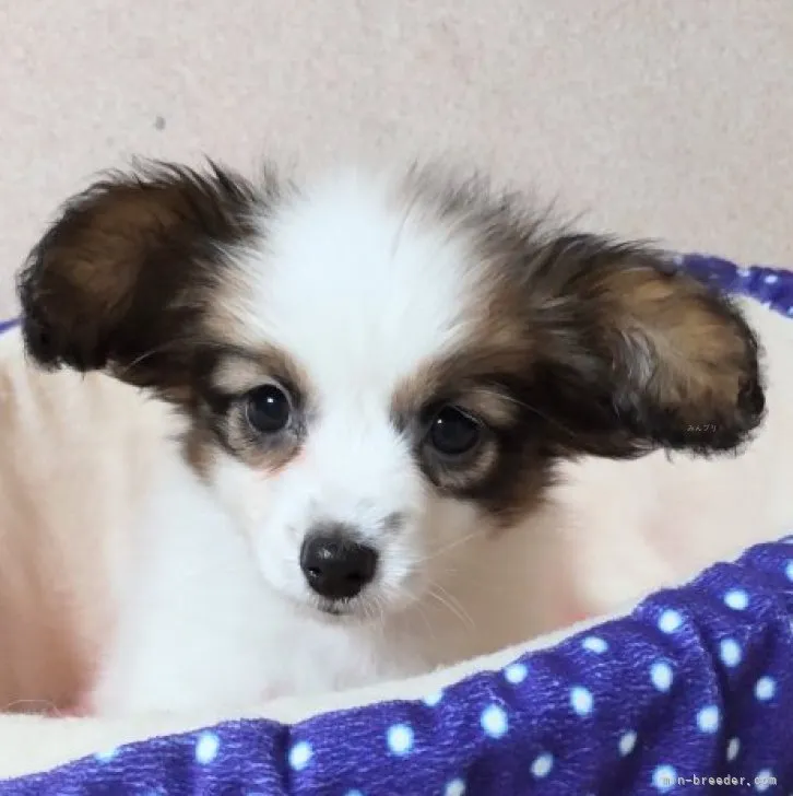 ID:2309-02316の子犬