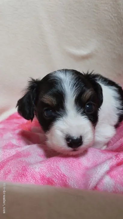 ID：2108-02585の子犬