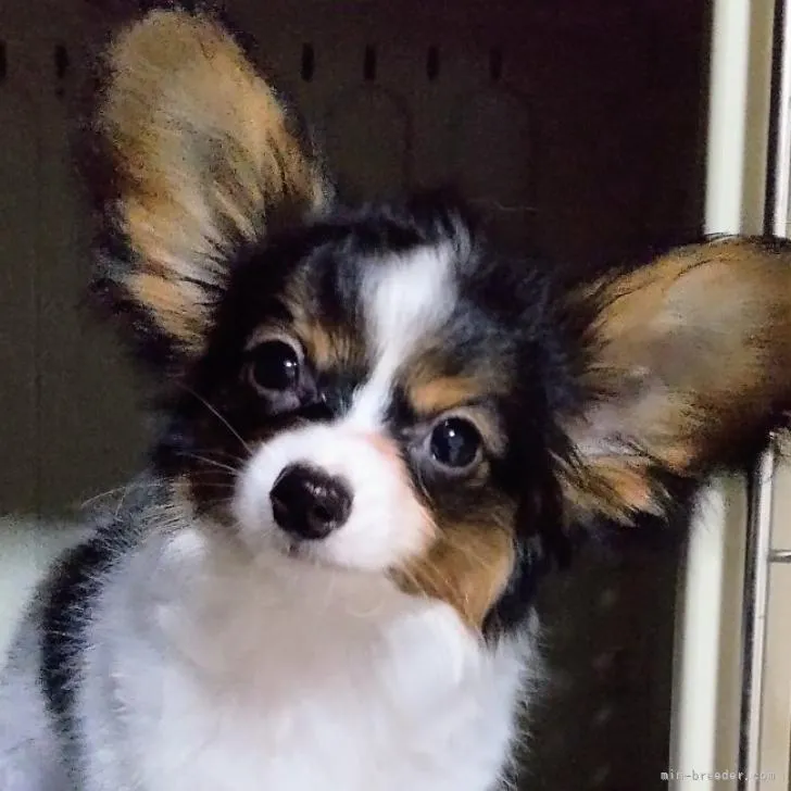 ID:2208-00097の子犬