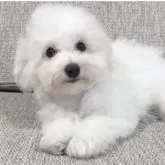 ビションフリーゼ【兵庫県・女の子・2025年6月26日・ホワイト】の写真2「生後103日目」