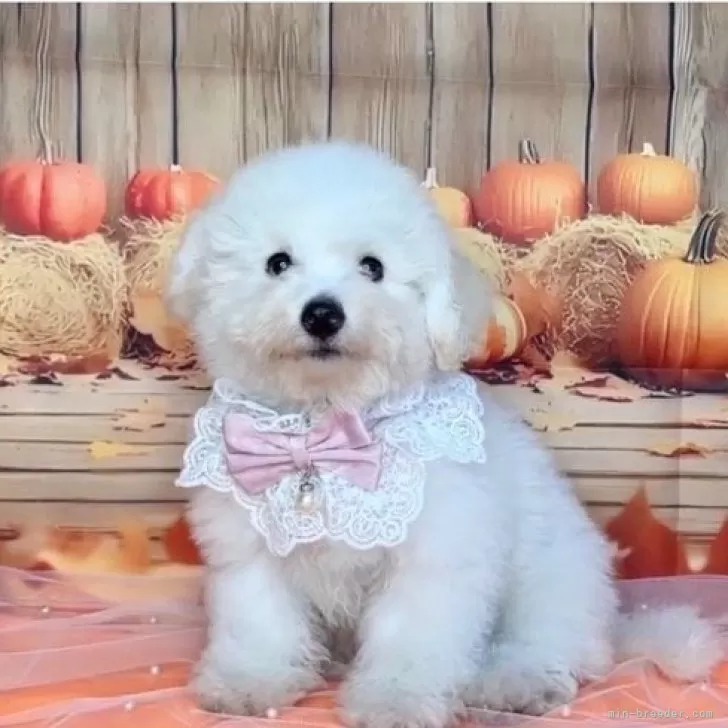 ID:2507-04303の子犬