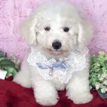 ビションフリーゼ【兵庫県・女の子・2025年6月26日・ホワイト】の写真「白くま顔の大きくなりそうな女の子です♡」
