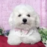 ビションフリーゼ