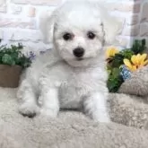 ビションフリーゼ