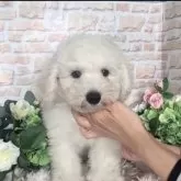 ビションフリーゼ