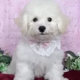 ビションフリーゼ