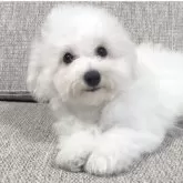 ビションフリーゼ