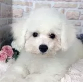 ビションフリーゼ