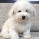 ビションフリーゼ