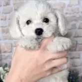 ビションフリーゼ