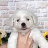 ビションフリーゼ