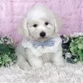 ビションフリーゼ