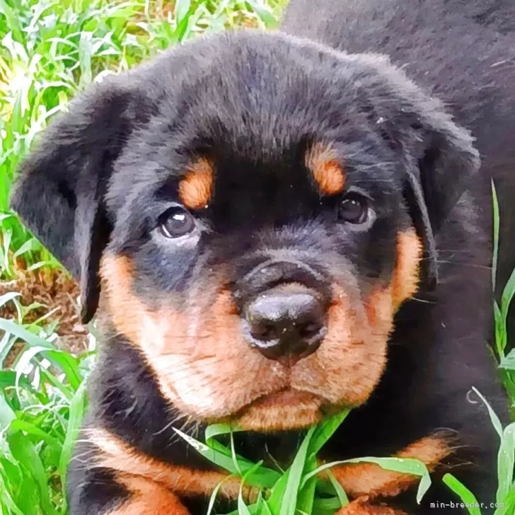 ID：2507-06865の子犬