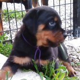 ロットワイラー