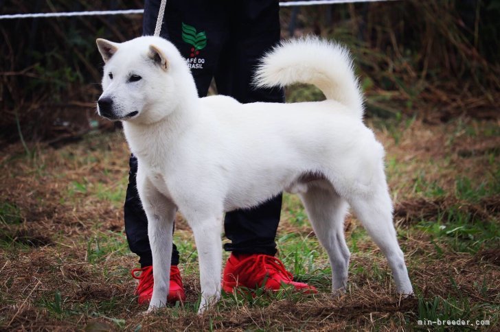 よい紀州犬を作出する取り組みの一環として展覧会にも参加し続けています。｜森本　麻衣子(もりもと　まいこ)ブリーダー(三重県・紀州犬など・日本犬保存会登録)の紹介写真2