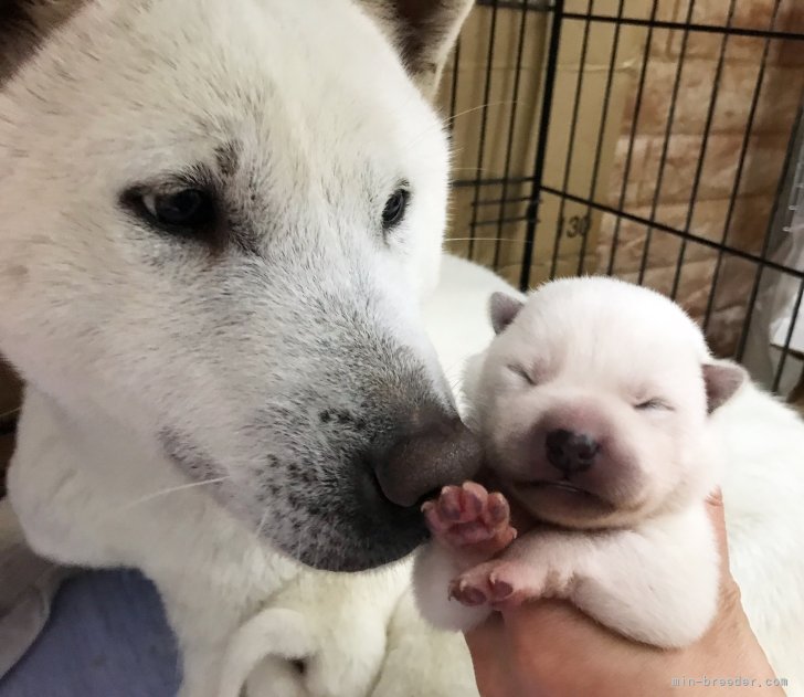 母犬はみんなとても穏やかな性格で、穏やかに子犬を育てています。｜森本　麻衣子(もりもと　まいこ)ブリーダー(三重県・紀州犬など・日本犬保存会登録)の紹介写真4