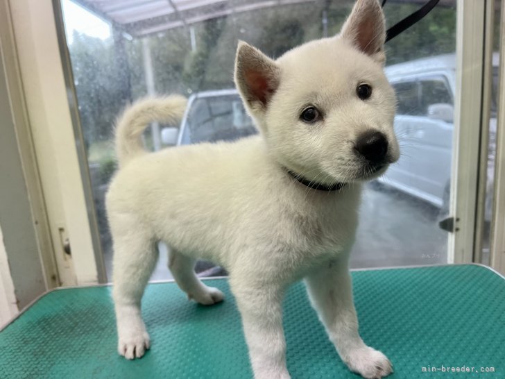 森本麻衣子ブリーダーのブログ：今日のお迎え待ち君