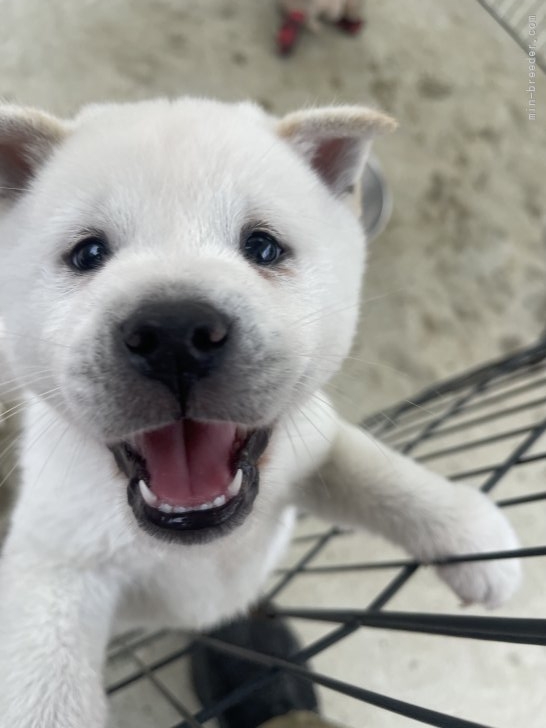 森本麻衣子ブリーダーのブログ：男の子の飼い主様募集中