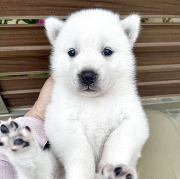 紀州犬【三重県・男の子・2025年8月8日・白】の写真「めちゃくちゃ可愛い紀州犬の男の子です♡」