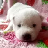 紀州犬