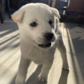 紀州犬