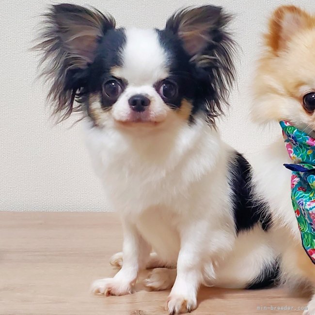 チワワ(ロング)【・女の子・2021年7月8日・ホワイト&amp;ブラックタン】「牛柄の美人さんです」