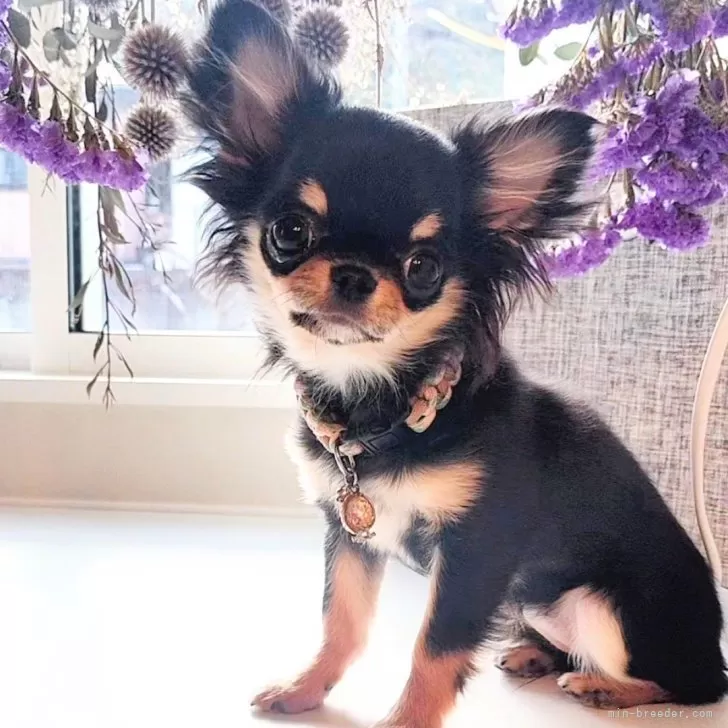 ID:2402-06841の子犬