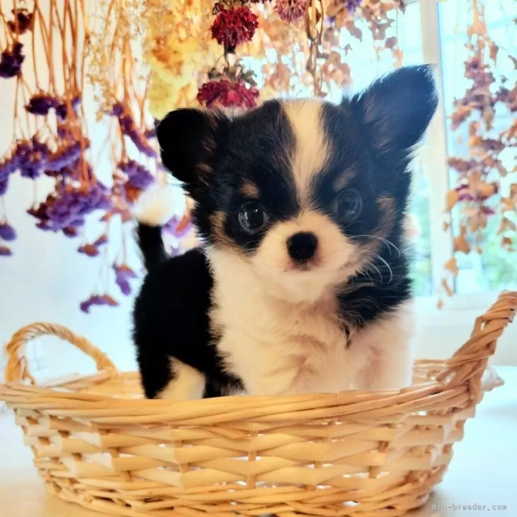 ID:2409-08085の子犬