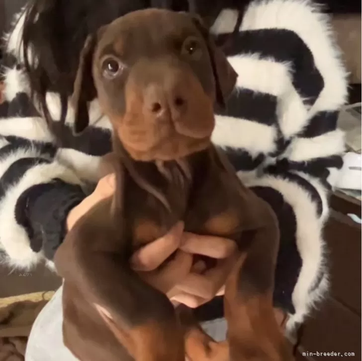 ID:2502-06067の子犬