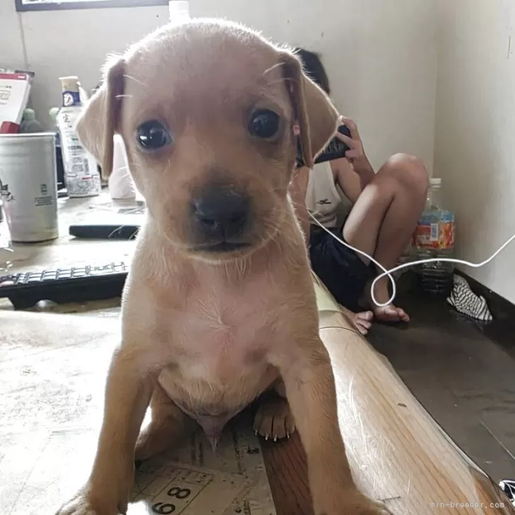 ID：2508-09000の子犬