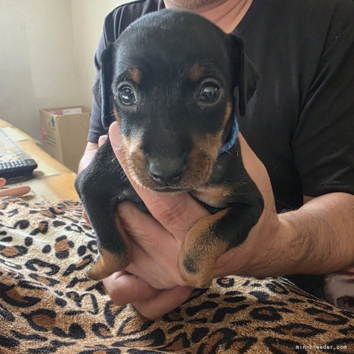 ブリーダー画像