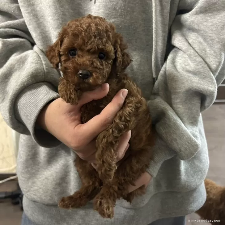 ID:2501-03394の子犬