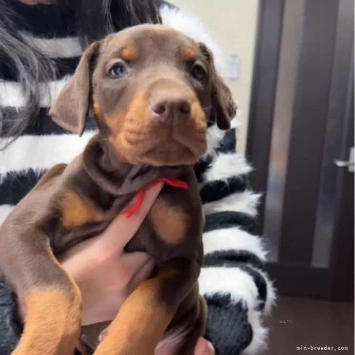 ID：2502-06058の子犬