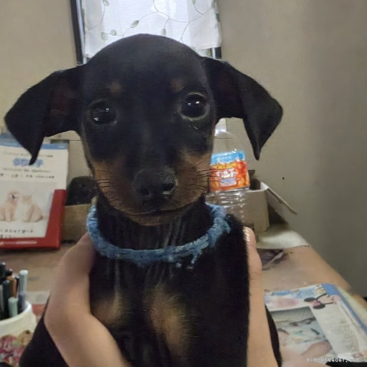 ブリーダー画像