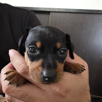 ミニチュアピンシャー【長崎県・男の子・2025年9月25日・ブラックタン】の写真「可愛いお顔の男の子」