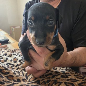 ミニチュアピンシャー【長崎県・男の子・2025年9月25日・ブラックタン】の写真「とっても大人しい男の子」