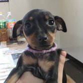 ミニチュアピンシャー