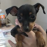 ミニチュアピンシャー