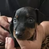 ミニチュアピンシャー【長崎県・男の子・2025年9月25日・ブラックタン】の写真2