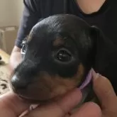 ミニチュアピンシャー【長崎県・女の子・2025年9月25日・ブラックタン】の写真2