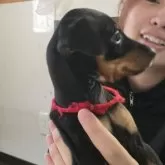 ミニチュアピンシャー【長崎県・女の子・2025年9月25日・ブラックタン】の写真3