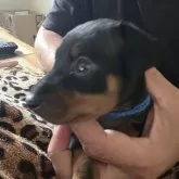 ミニチュアピンシャー【長崎県・男の子・2025年9月25日・ブラックタン】の写真3