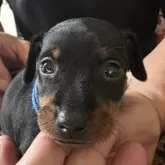 ミニチュアピンシャー【長崎県・男の子・2025年9月25日・ブラックタン】の写真4