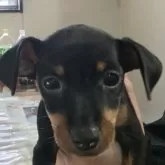 ミニチュアピンシャー【長崎県・女の子・2025年9月25日・ブラックタン】の写真4