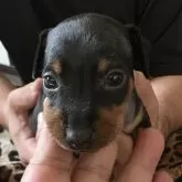 ミニチュアピンシャー【長崎県・女の子・2025年9月25日・ブラックタン】の写真4