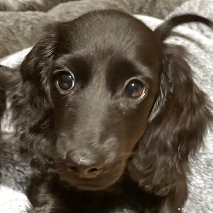 M.K 様のお迎えした子犬