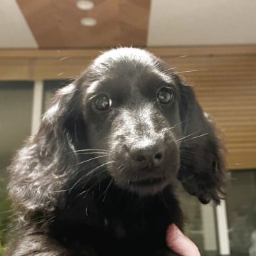 ミニチュアダックスフンド(ロング)【栃木県・男の子・2025年8月15日・ブラックソリッド】の写真「真っ黒のふわふわです」